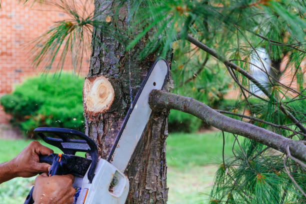 Best Palm Tree Trimming  in Hutchinson, MN